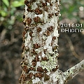 Bruguiera hainesii (Haines Orange Mangrove) young tree in Cairns<br />Canon KDX + EFS60 F2.8